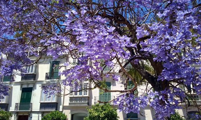 Jacaranda blossoms in Málaga. Photo © Karethe Linaae